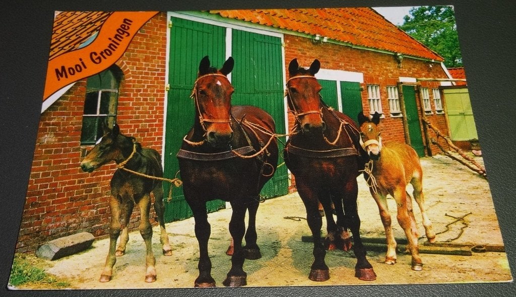 Paarden - 4 Op het Erf - Mooi Groningen - KHo03, Verzenden, 1960 tot 1980, Gelopen, Paard
