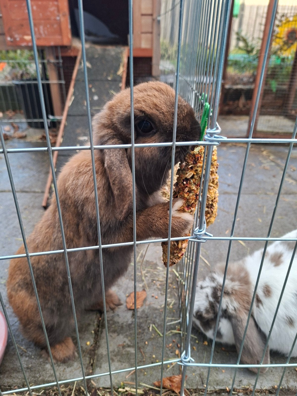 2 mooie konijnen minilop en Nederlandse hangoor, Dieren en Toebehoren