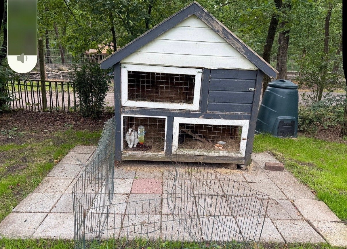 Konijnen koppel incl alle toebehoren en hok, Dieren en Toebehoren, Konijnen, Meerdere dieren, Klein, 0 tot 2 jaar