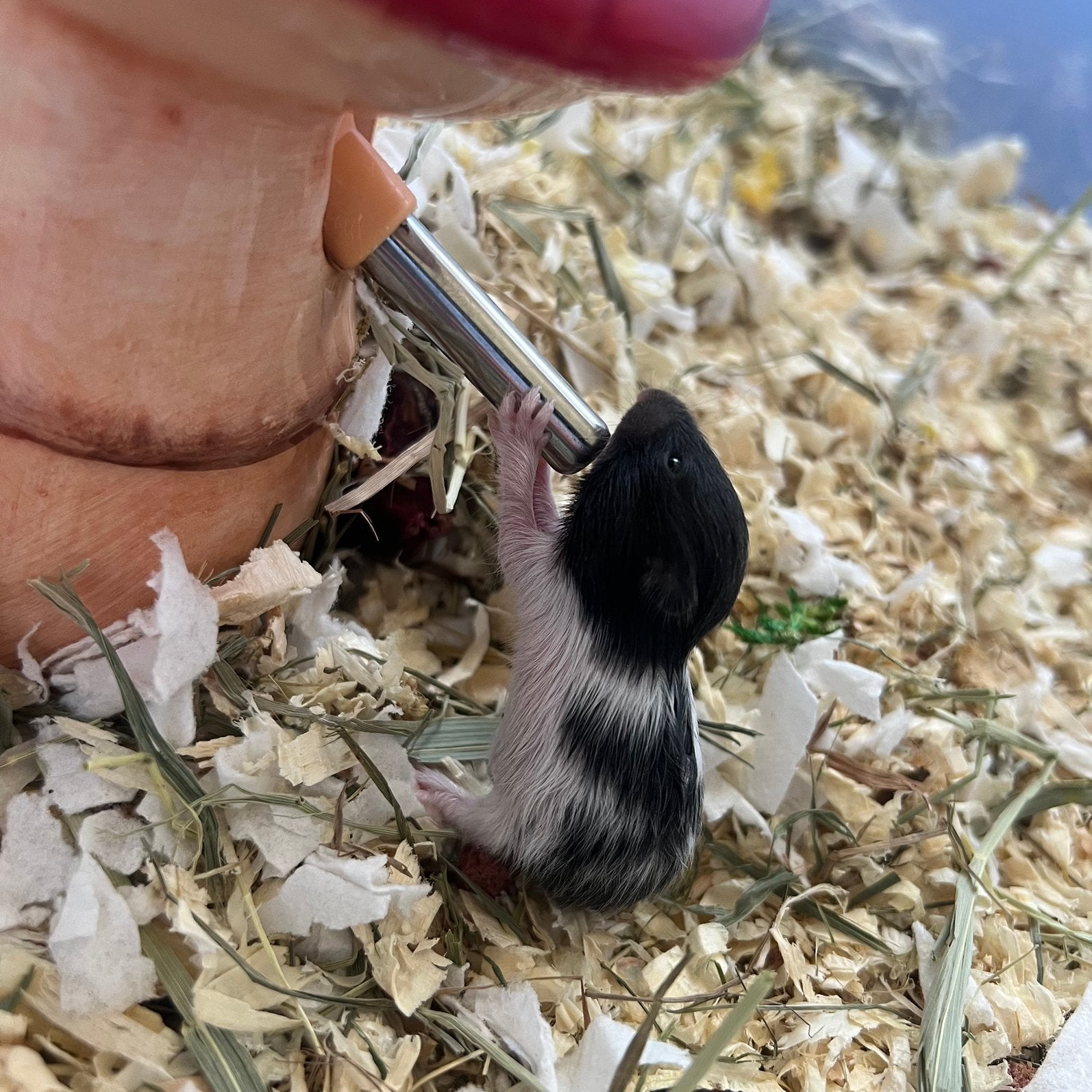 Syrische hamster baby’s, Dieren en Toebehoren, Knaagdieren, Mei, Meerdere dieren, Hamster