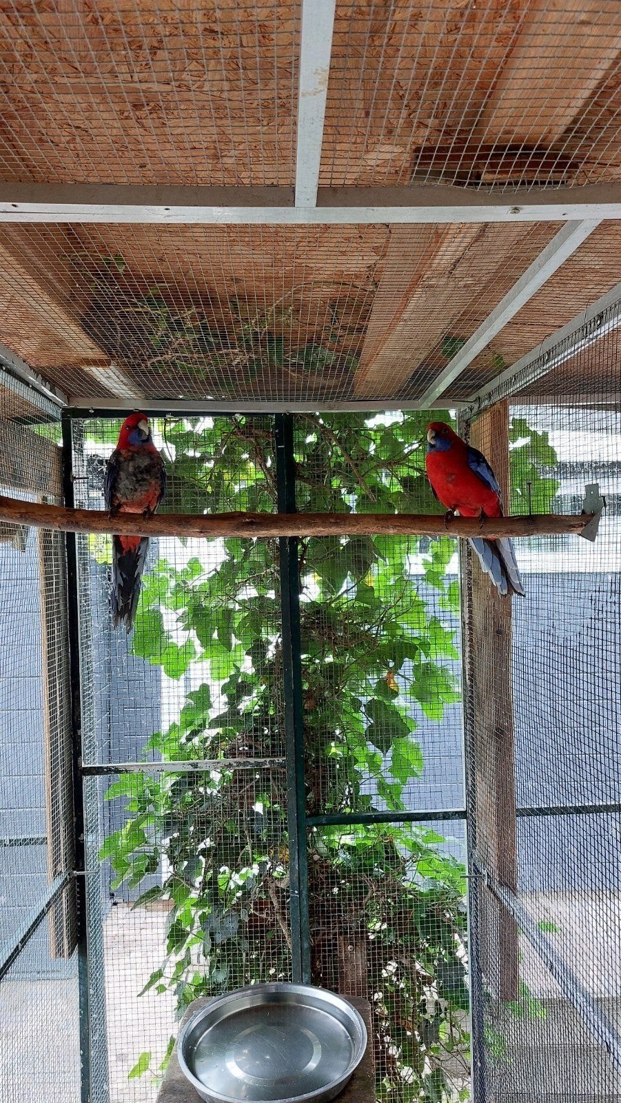 Panand rosella man  te koop, Mannelijk, Parkiet