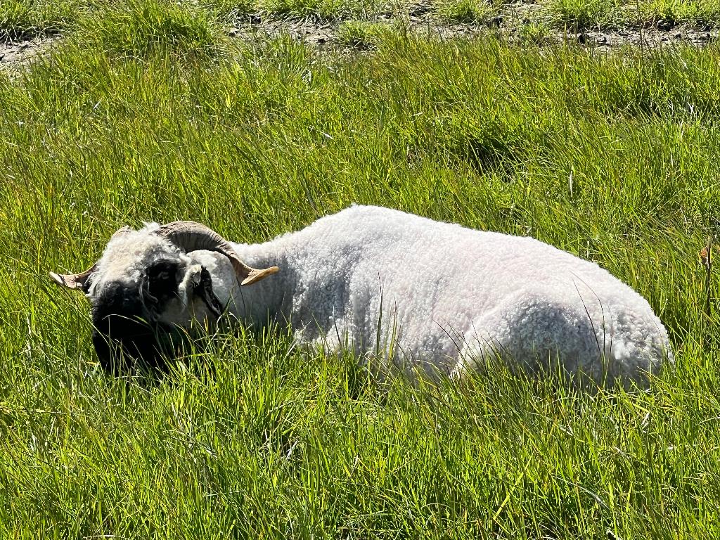 Zwitserse schwarznaze schapen, Vrouwelijk, Schaap, 3 tot 5 jaar