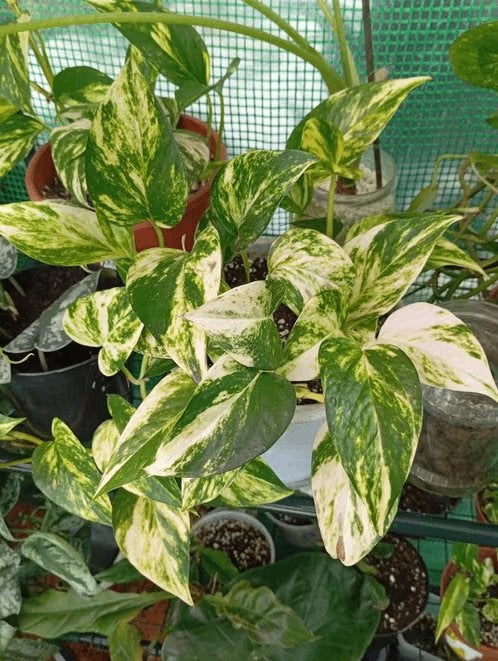epipremnum, Ophalen of Verzenden, Halfschaduw, Minder dan 100 cm