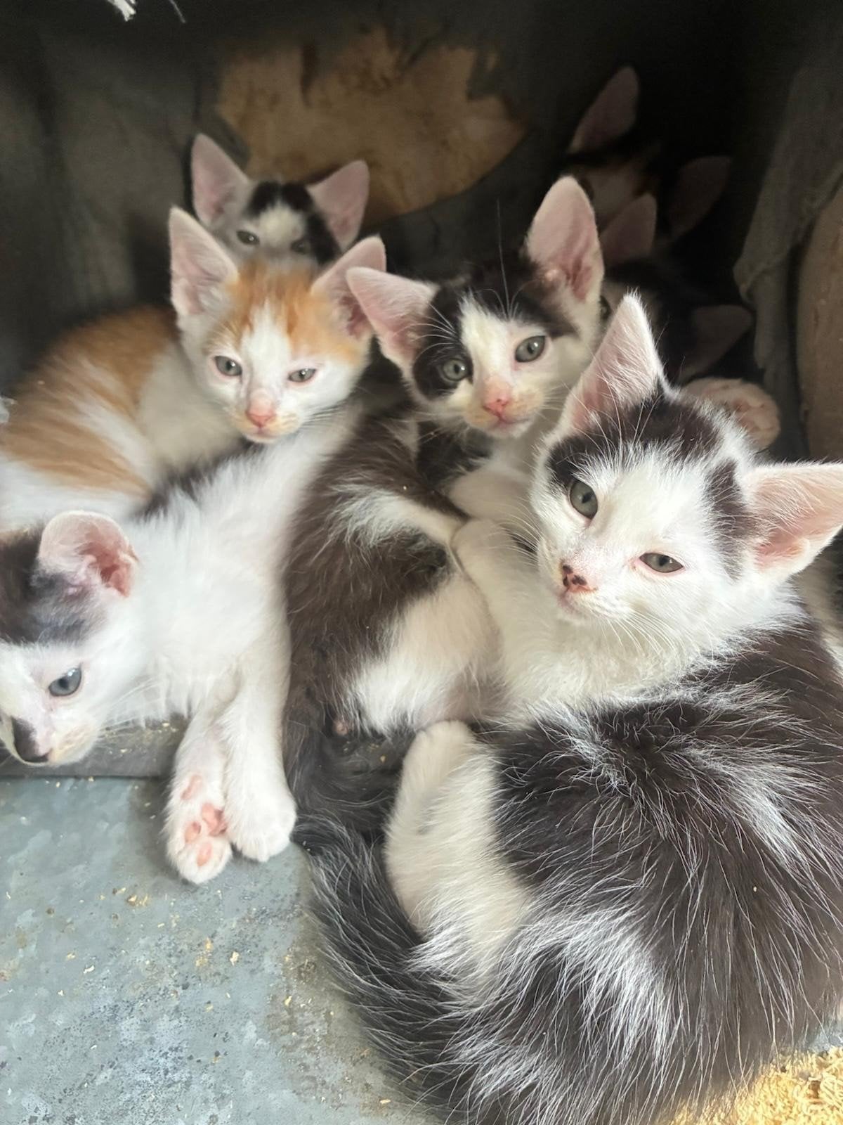 kittens, Dieren en Toebehoren, Meerdere dieren, Kortharig, 0 tot 2 jaar