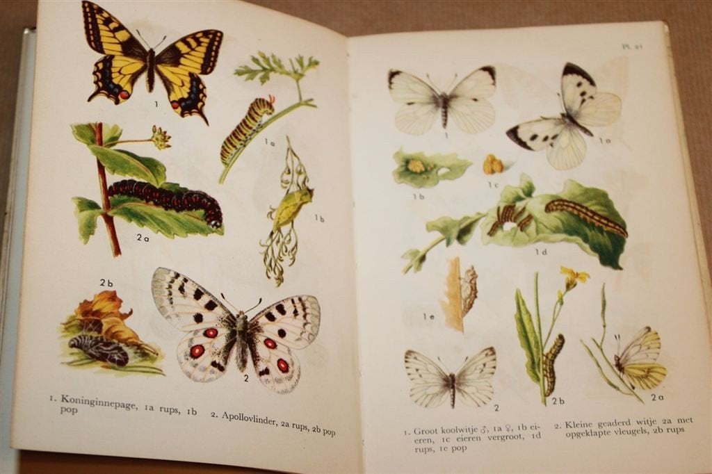 Vlinders en Andere Insecten in Kleuren — Natuurgids 1956, Ophalen of Verzenden, Gelezen, Overige onderwerpen