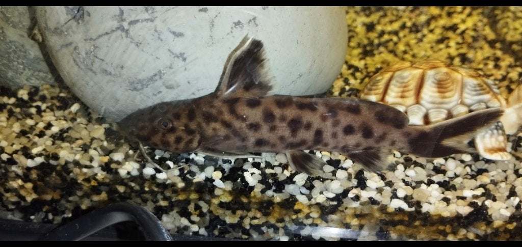Synodontus perticola 7cm, Vis, Zoetwatervis