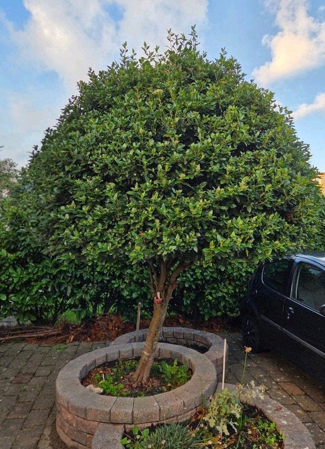 prachtige boom gratis op te halen., Ophalen, Volle zon, Overige soorten, 100 tot 250 cm