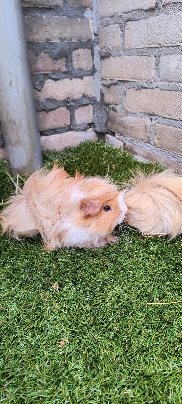 Peruviaanse cavia's beertjes, Juni, Mannelijk, Cavia