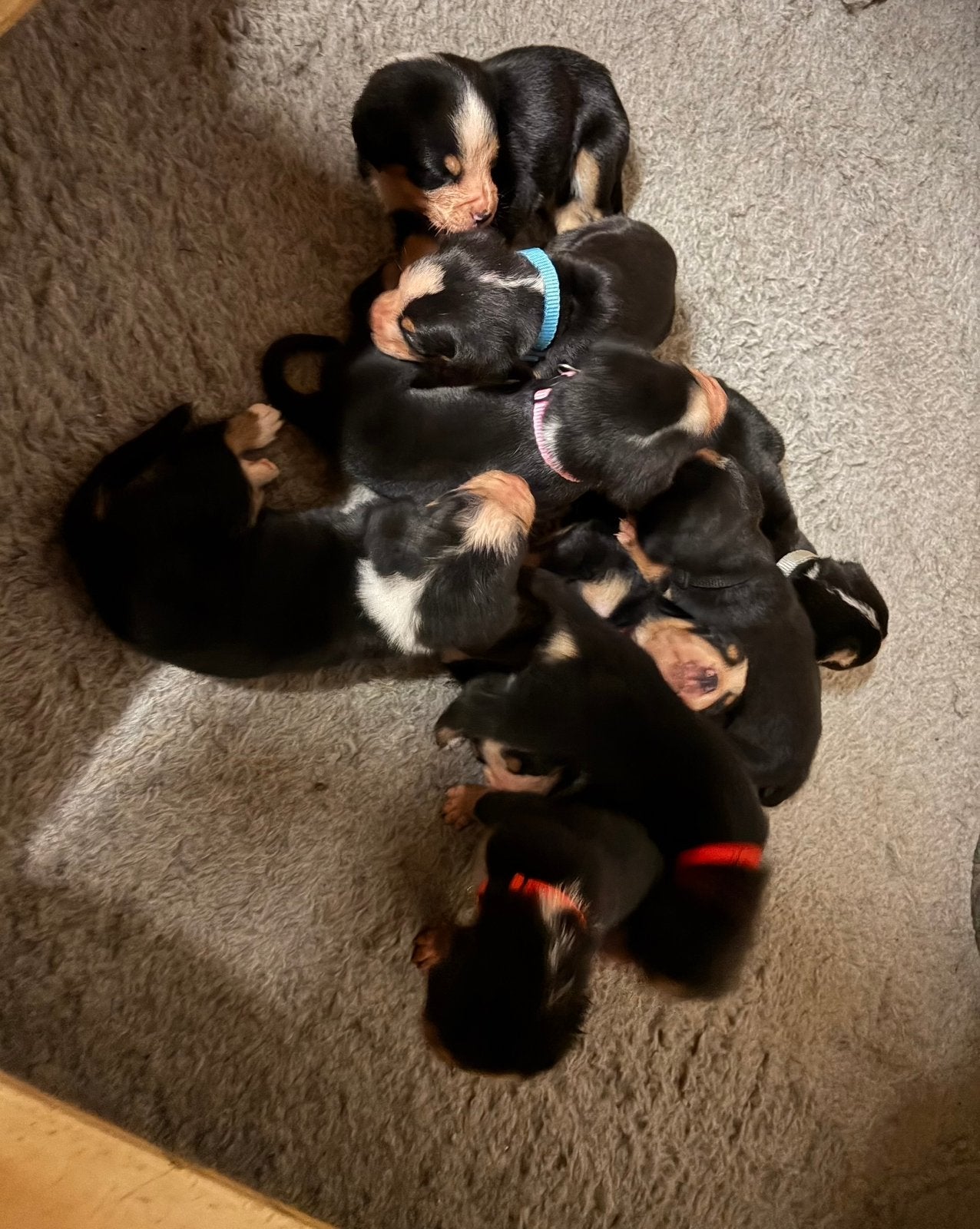 Lieve  grote Zwitserse sennenhond pups nog 1 teefje, Meerdere, Meerdere dieren, Nederland, Particulier