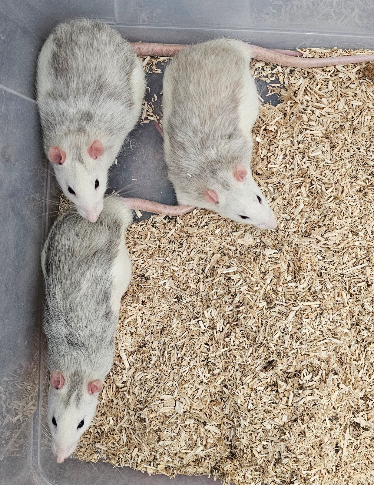 Mannelijke ratjes geboren 4-1-26, Dieren en Toebehoren, Knaagdieren, Januari, Mannelijk, Rat