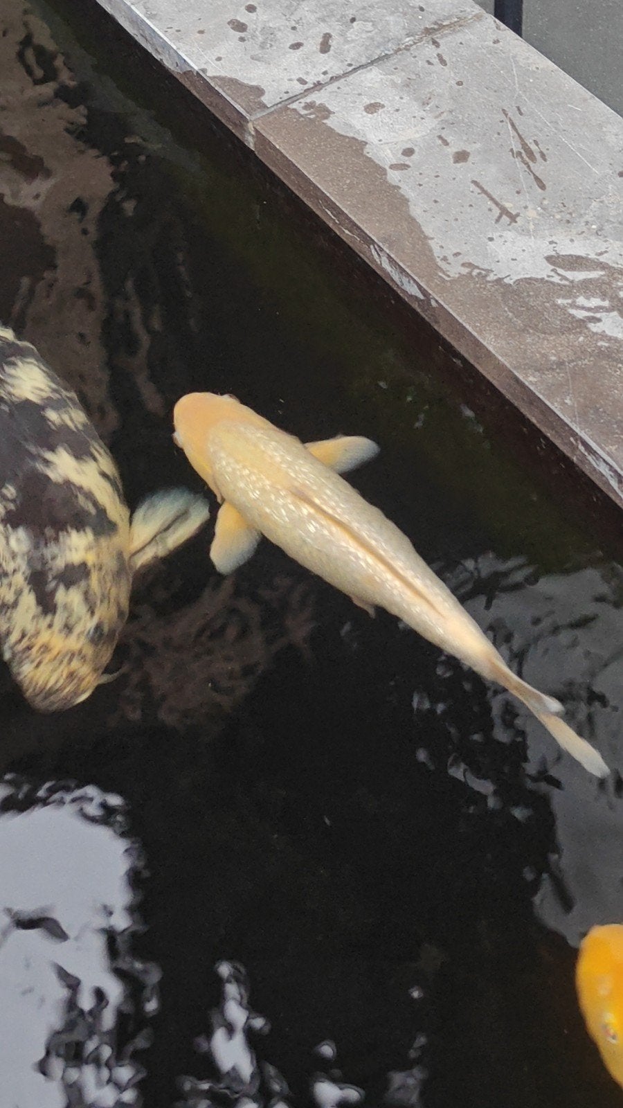 Shiro muji, Dieren en Toebehoren, Vissen | Vijvervissen, Karper of Koi
