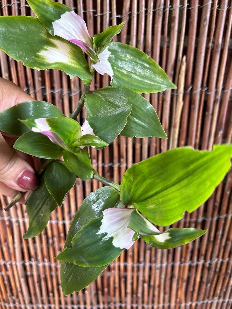 Tradescantia 'Blushing Bride', Bloeiende kamerplant, Ophalen of Verzenden, Volledige schaduw, Minder dan 100 cm