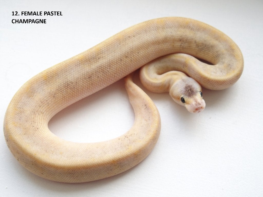Koningspythons nakweek 2026 Ball Python photo 12