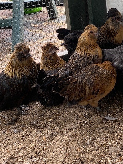 Watermaalse baardkrielen Vader is een patrijs kleur zeldzaam, Dieren en Toebehoren, Pluimvee, Vrouwelijk, Kip