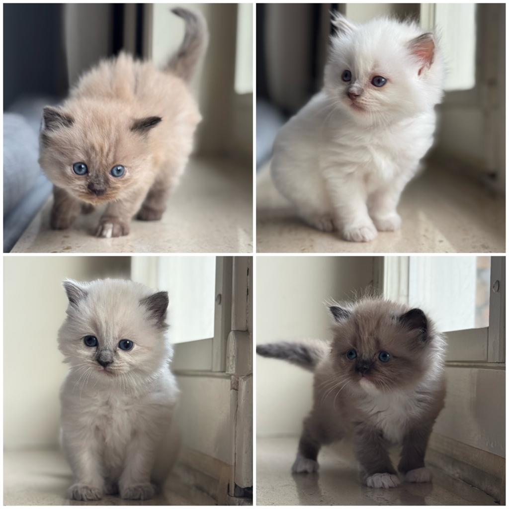 Ragdoll kittens, Dieren en Toebehoren, Katten en Kittens | Raskatten | Langhaar, Meerdere dieren, Gechipt, 0 tot 2 jaar