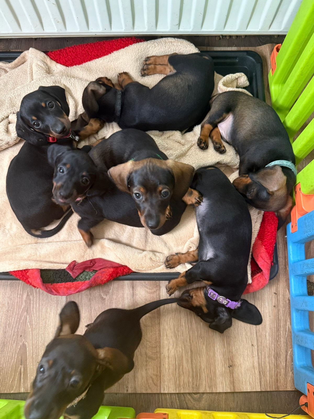 Deze schatjes mogen meteen mee naar een nieuwe huisje, HCC (leverziekte), 8 tot 15 weken, Korthaar, Dwerg