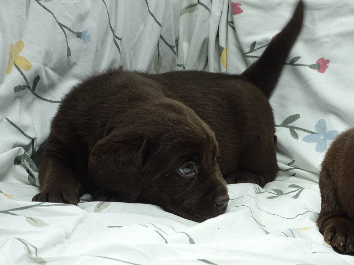 Zeer mooie labradorpuppies ouders met stamboom, Dieren en Toebehoren, Parvo, 8 tot 15 weken, Labrador retriever, Meerdere