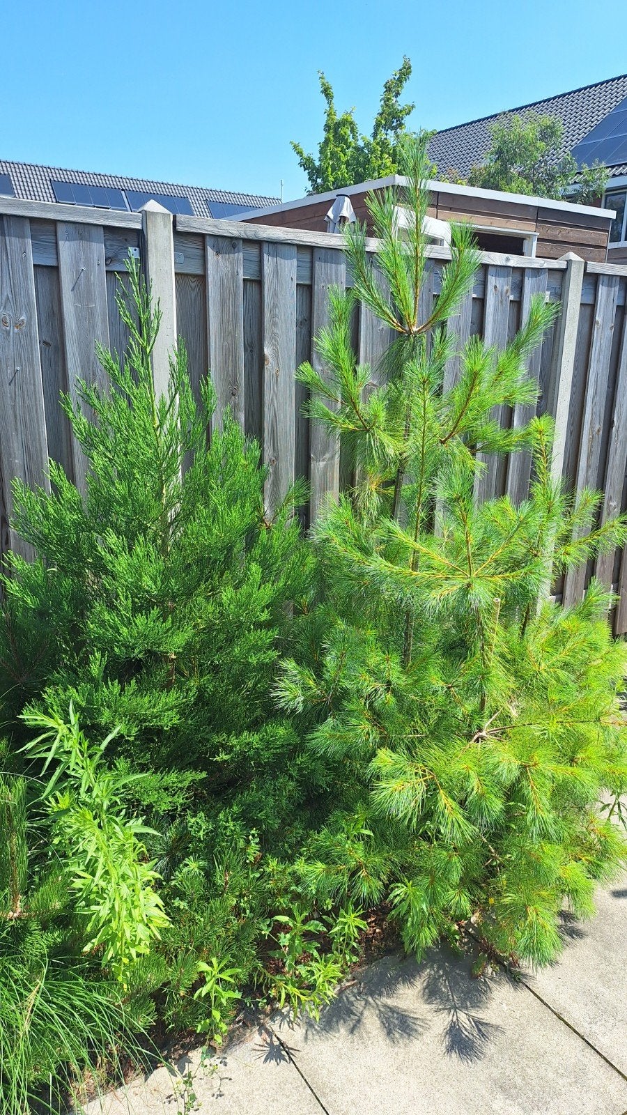 Bomen., Ophalen, Volle zon, Overige soorten, Minder dan 100 cm