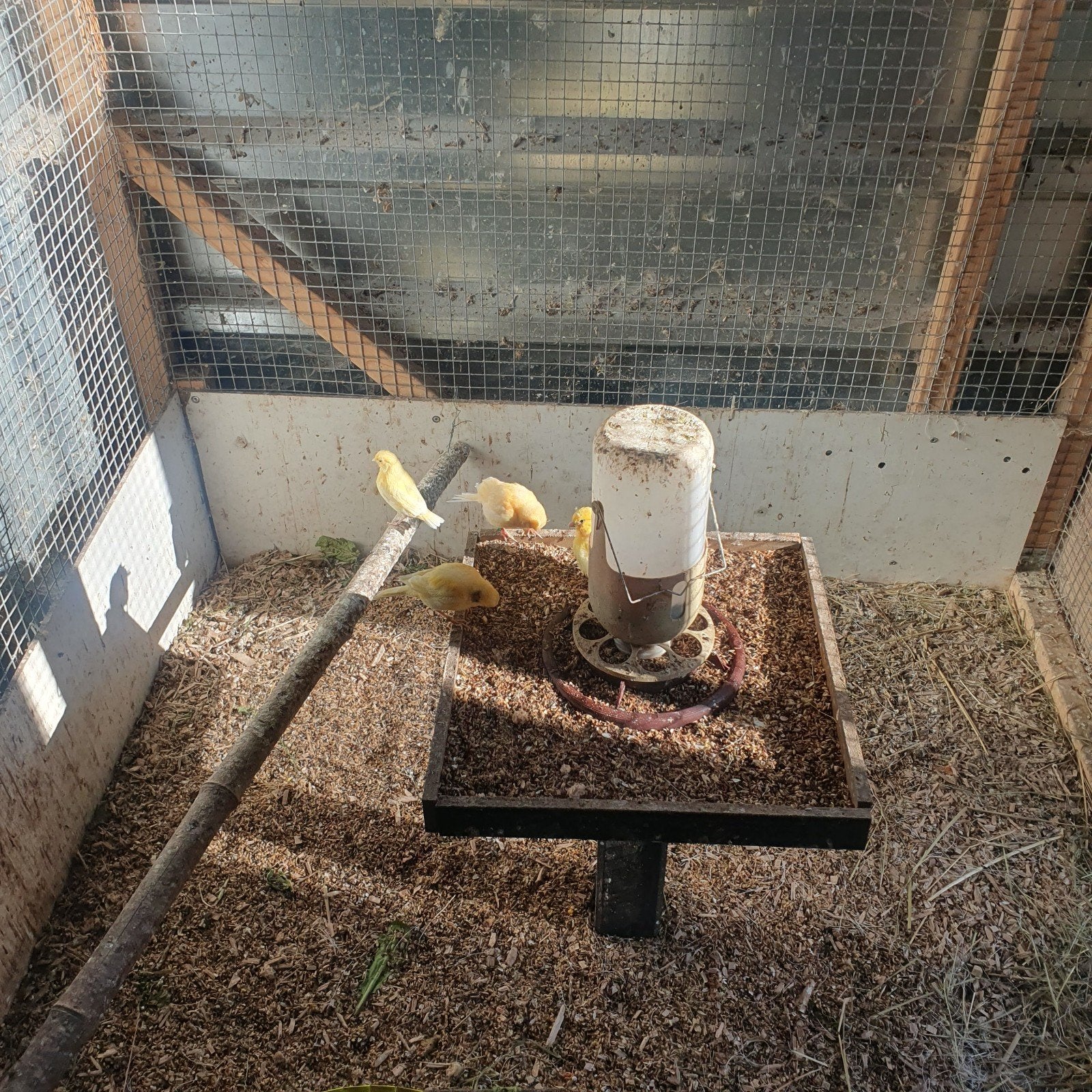 Te koop Kanaries in de kleur geel, Meerdere dieren, Kleurkanarie