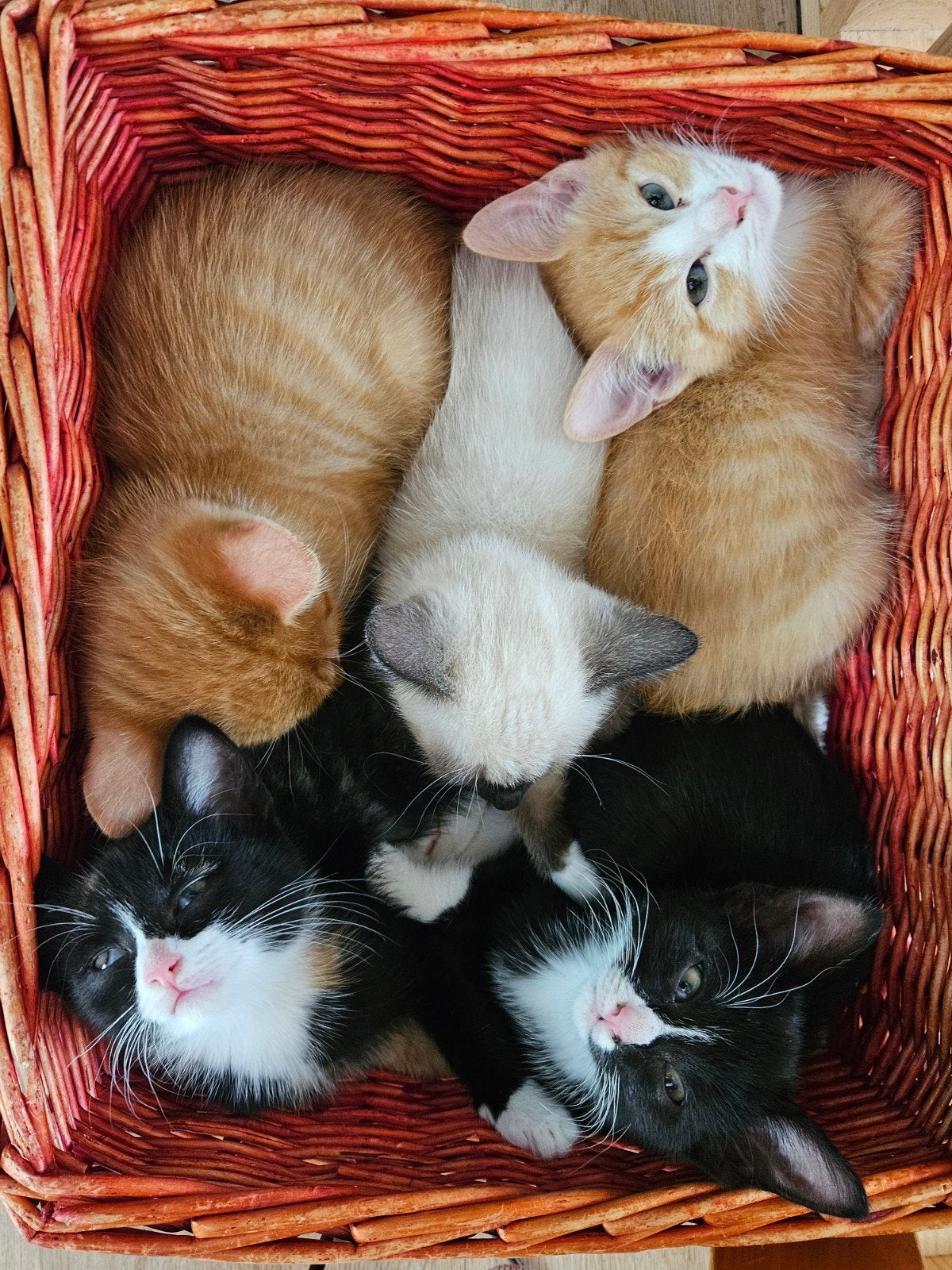 Lieve, sociale kittens zoeken een fijn huisje!, Meerdere dieren, 0 tot 2 jaar