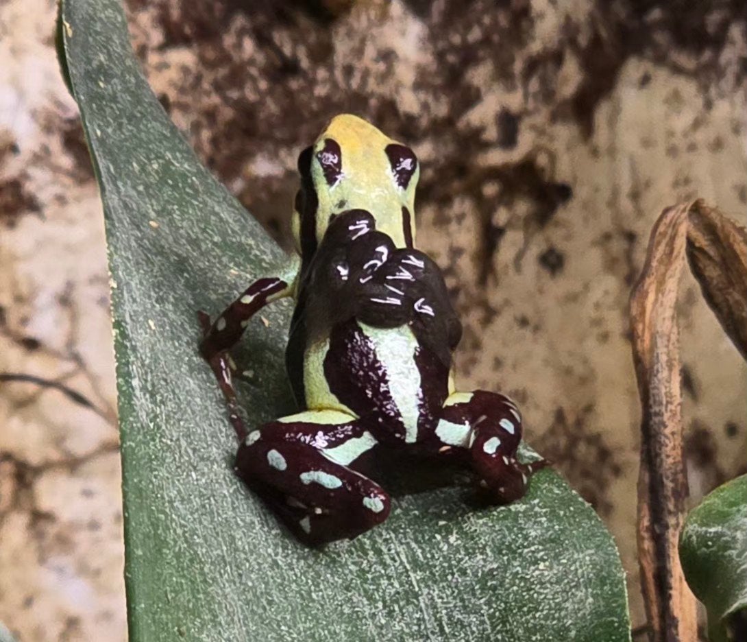 verschillende soorten jonge kikkers Frog photo 5