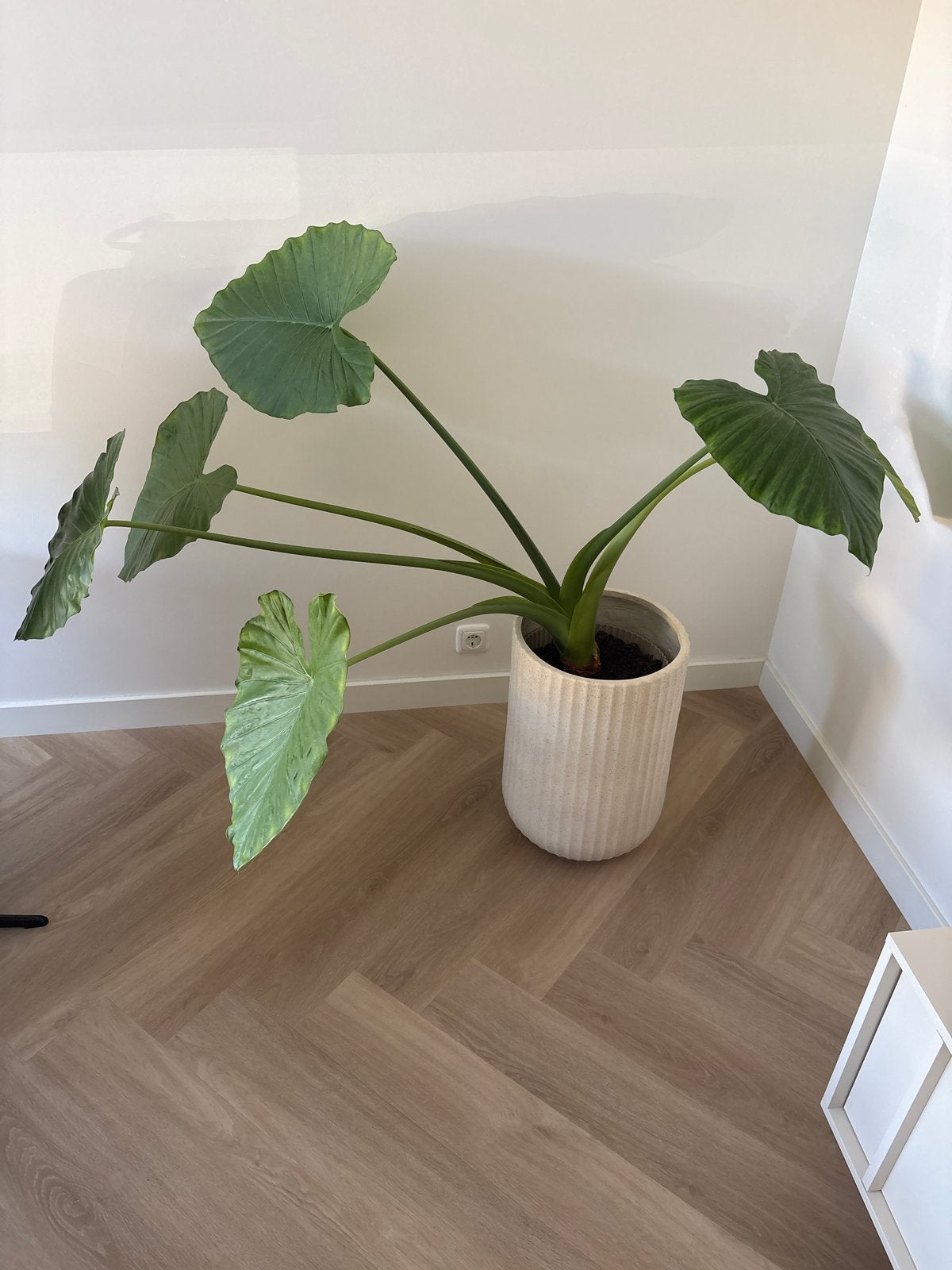 Grote Alocasia plant, Ophalen, 100 tot 150 cm, Overige soorten, Halfschaduw