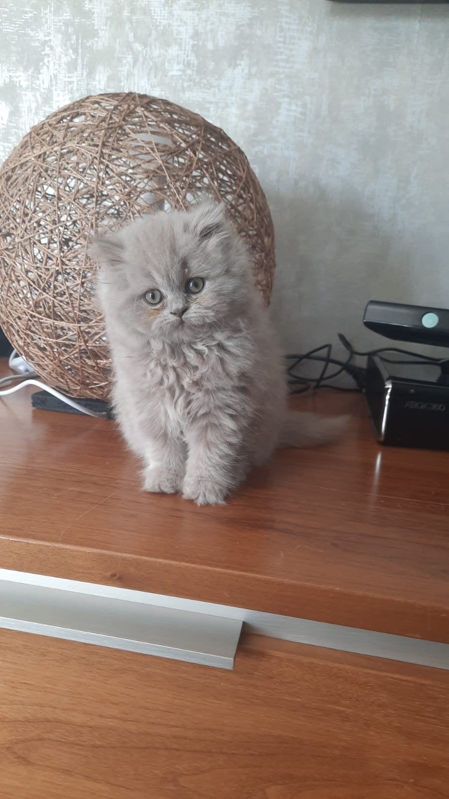 Brits/Britse korthaar kittens meisje en jongen met stamboom, Dieren en Toebehoren, Poes, Met stamboom