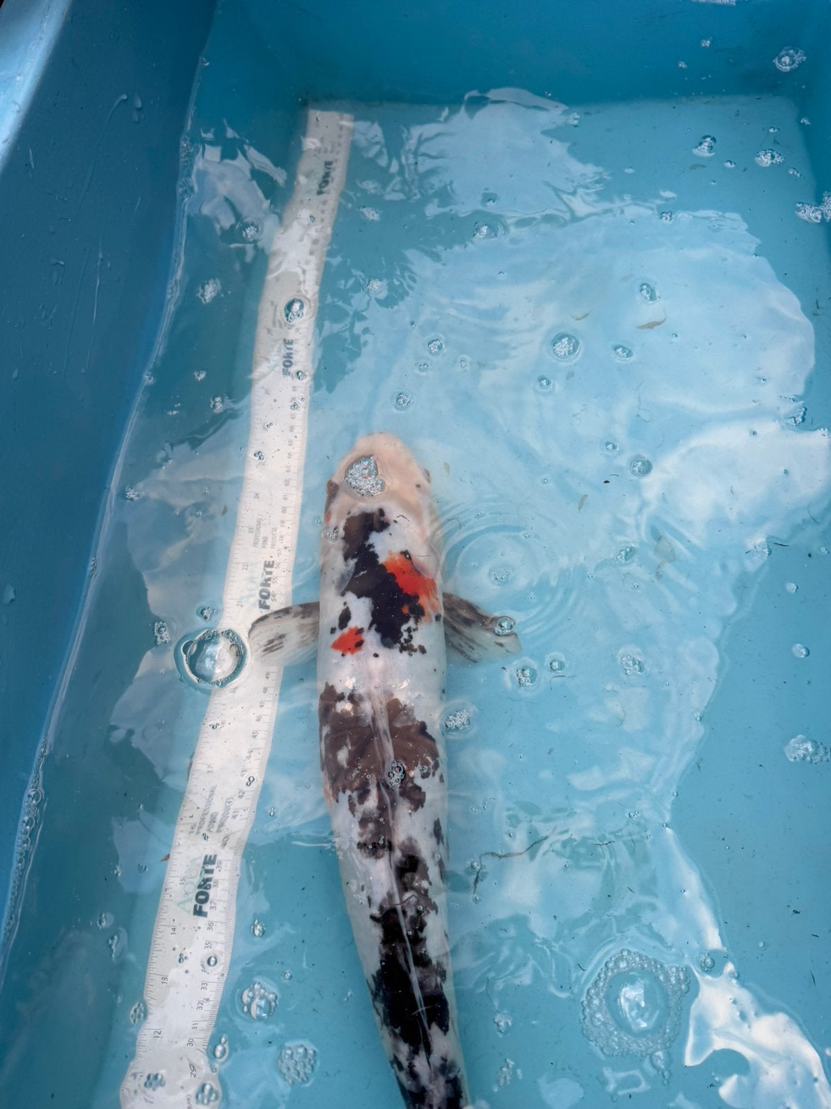 Showa koi, Karper of Koi