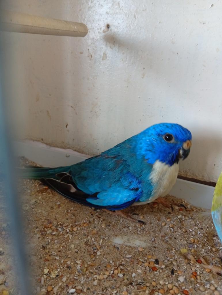 Koppel Splendid 25, Dieren en Toebehoren, Meerdere dieren, Parkiet, Geringd