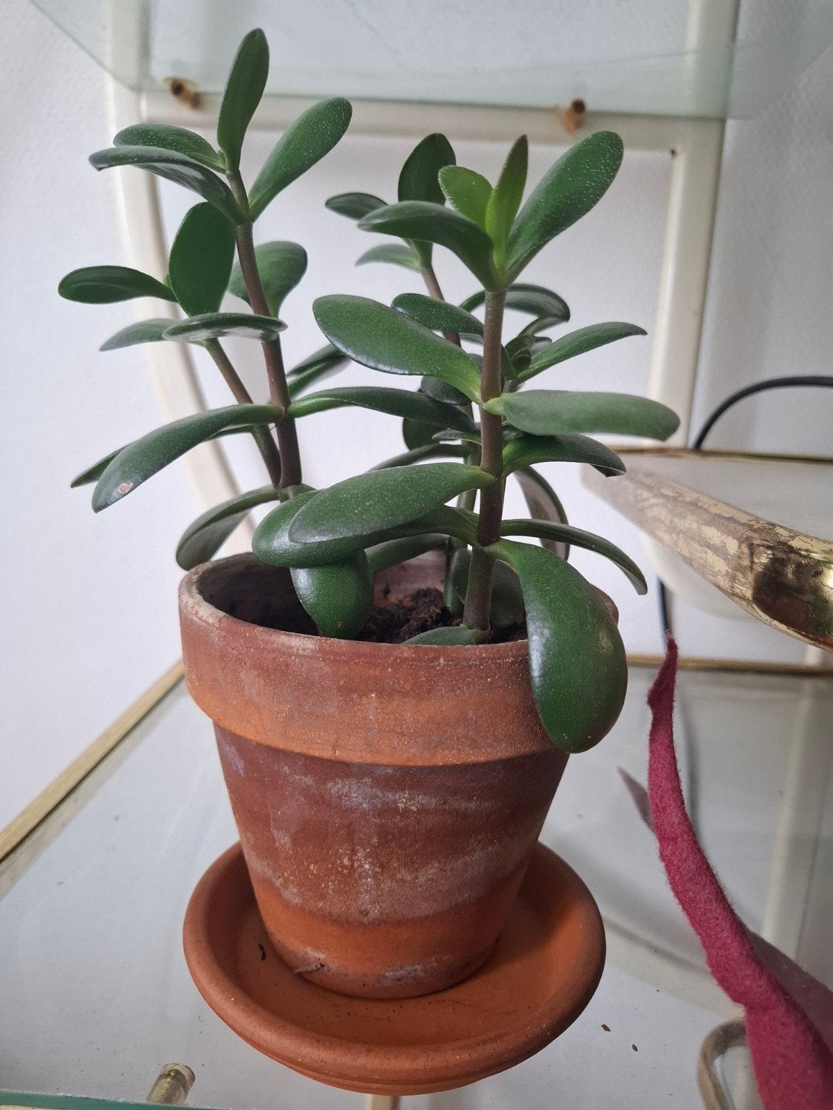 Crassula Ovata (Jadeplant) in terracotta pot, Ophalen