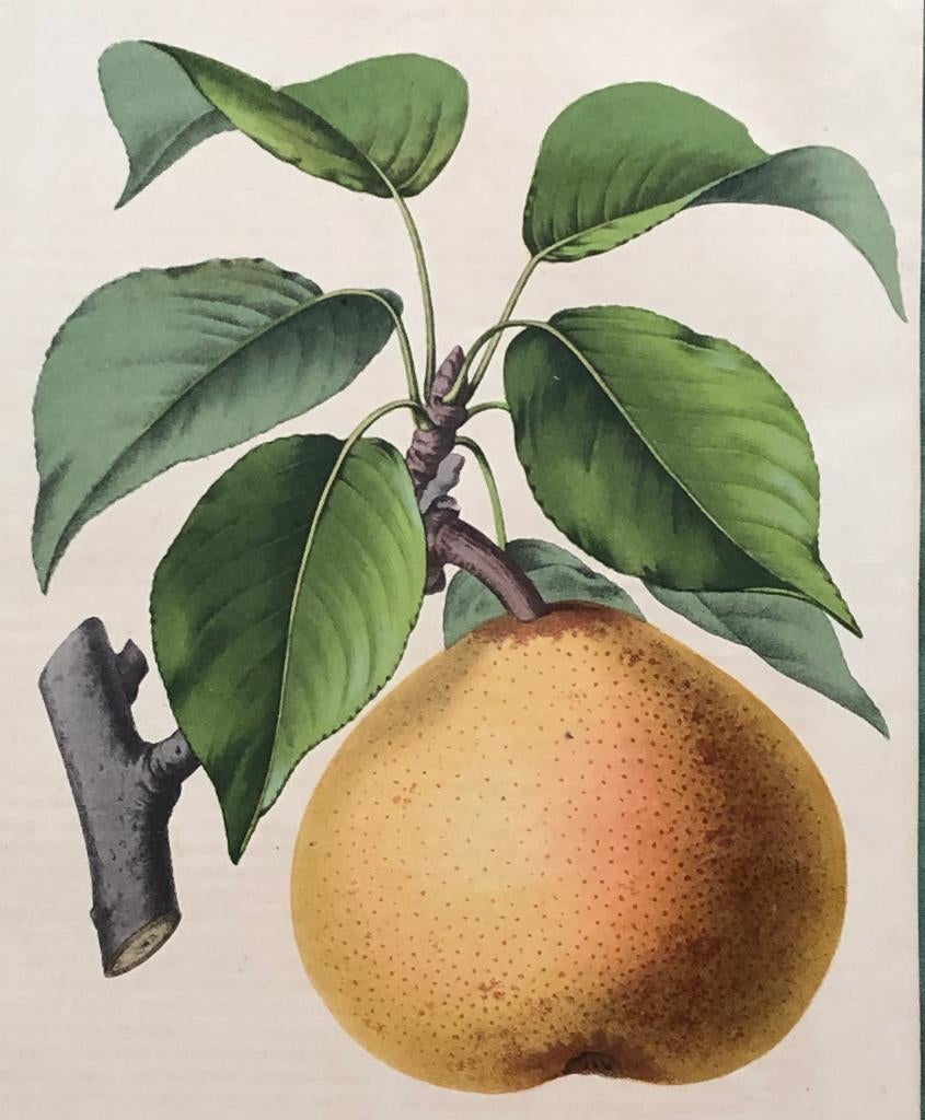 A Riocreux Antieke Botanische prent Poire Rey, Ophalen of Verzenden, Flora en Fauna, Lithografie, 1800 - 1899