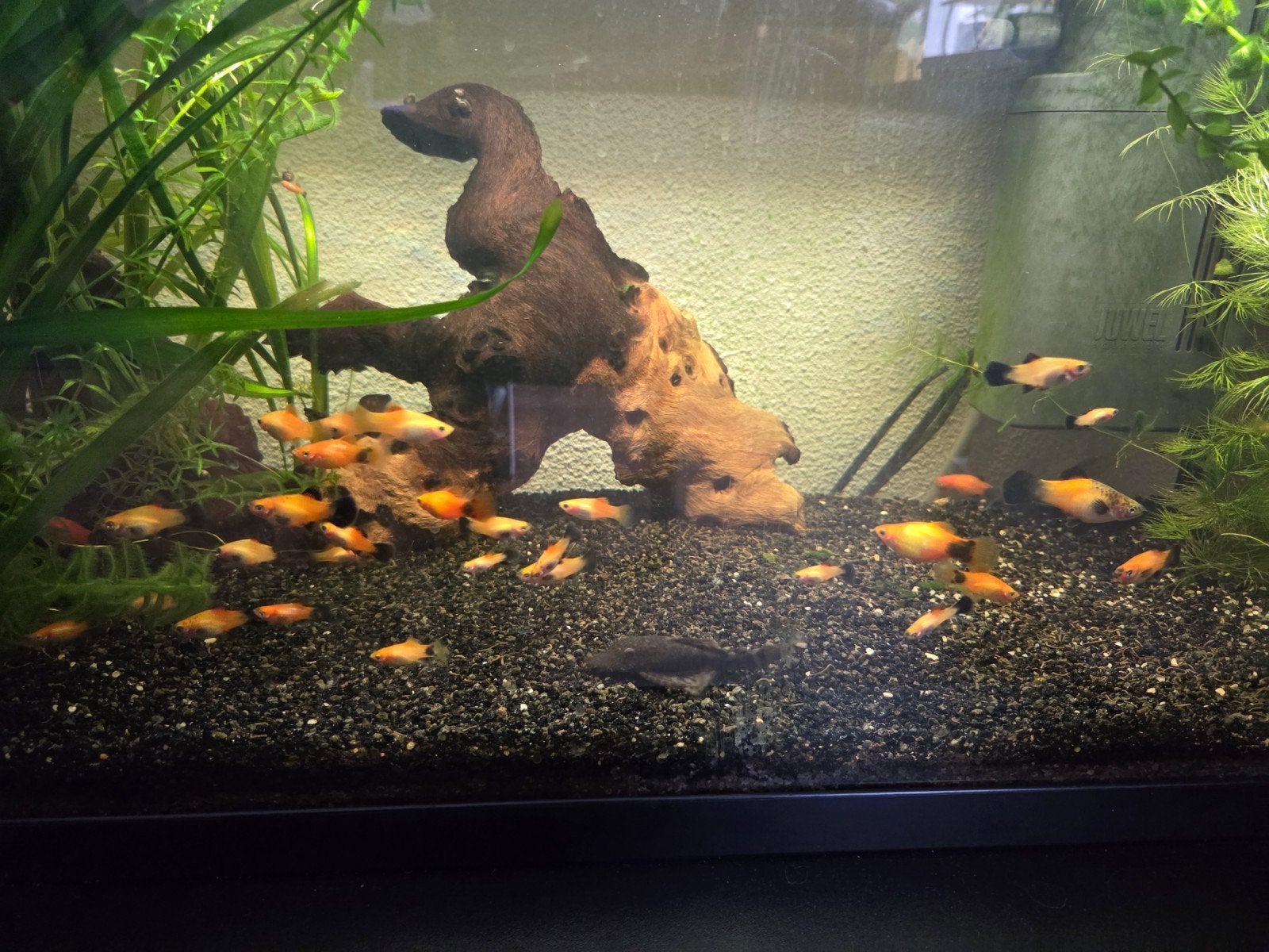 Platys gratis, Vis