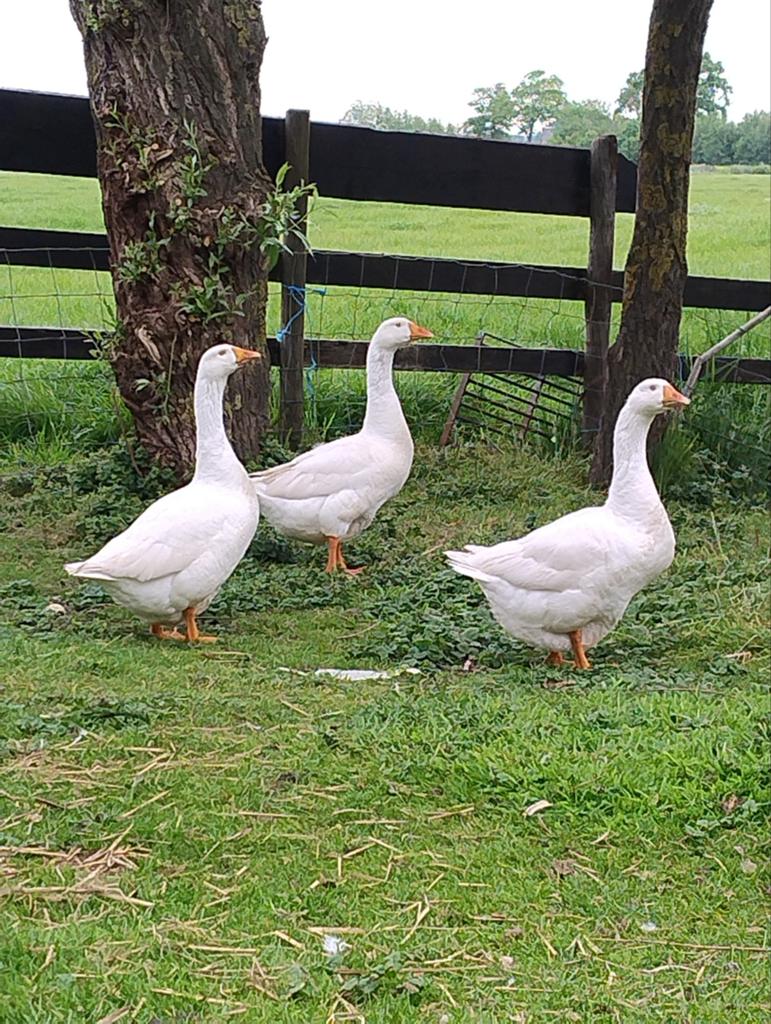 Boeren Ganzen, Vrouwelijk, Tropenvogel, Tam