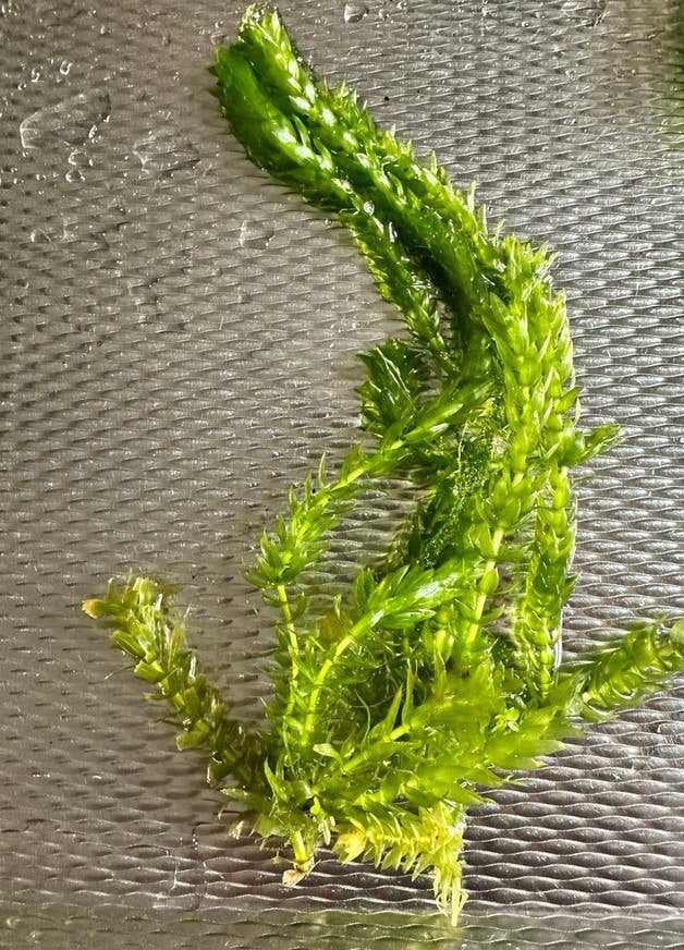 Aquarium plantjes ps. oa.Jademos,Anubia en Potho’s., Vis