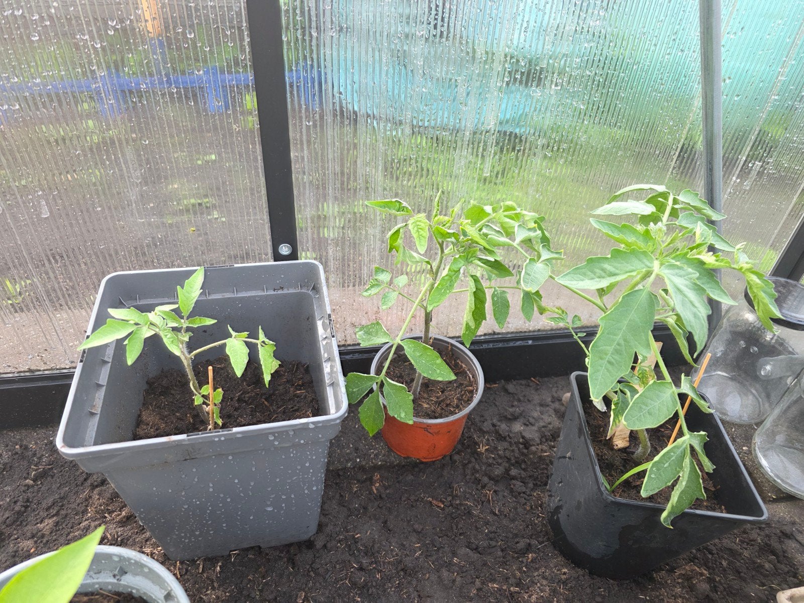 Tomato plantjes, Ophalen