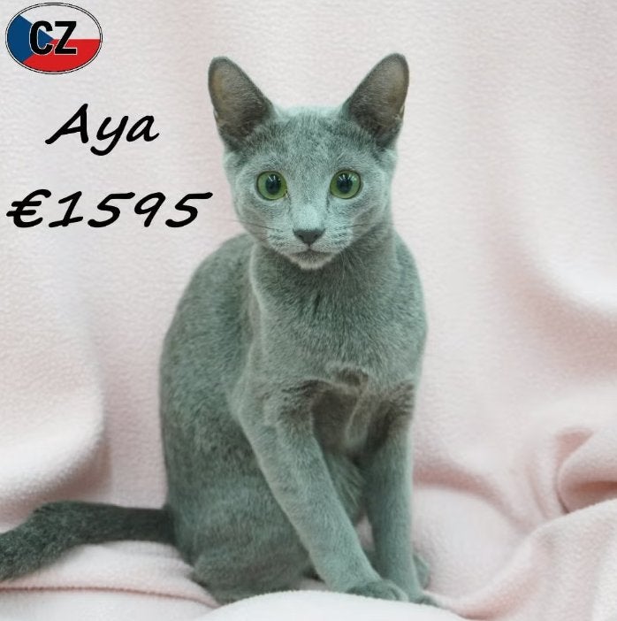 Aya & Adora, Blauwe Rus kittens te koop, Dieren en Toebehoren, Katten en Kittens | Raskatten | Korthaar, Meerdere dieren, Gechipt
