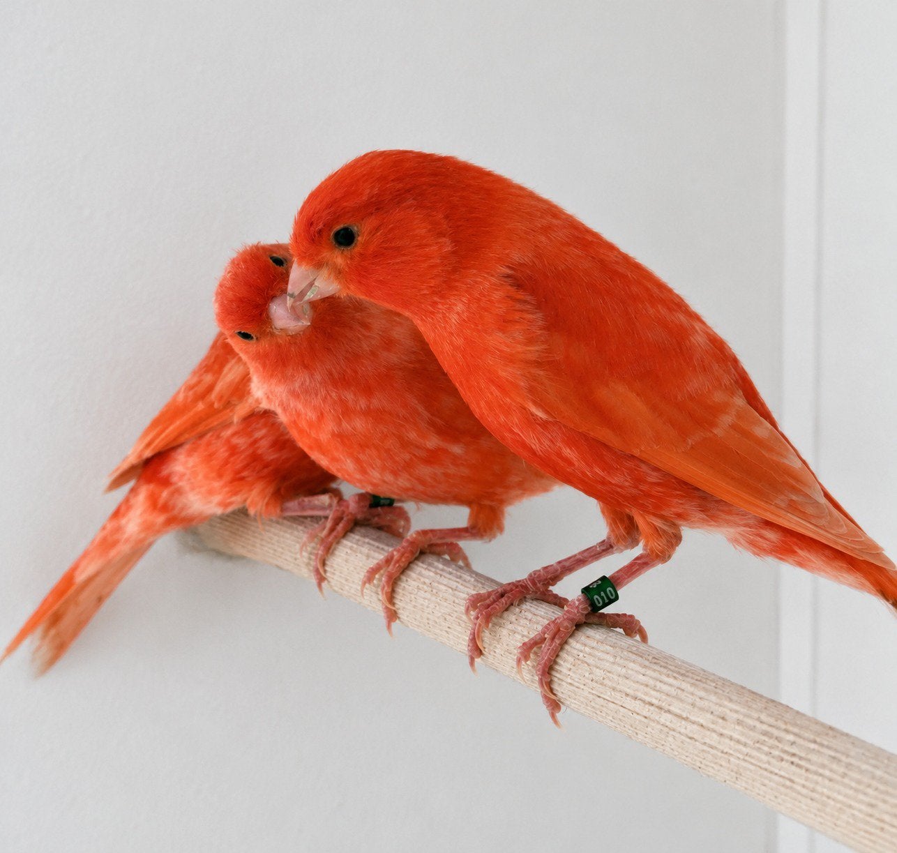 Te koop mooie roodvetstof kanaries, Meerdere dieren, Kleurkanarie