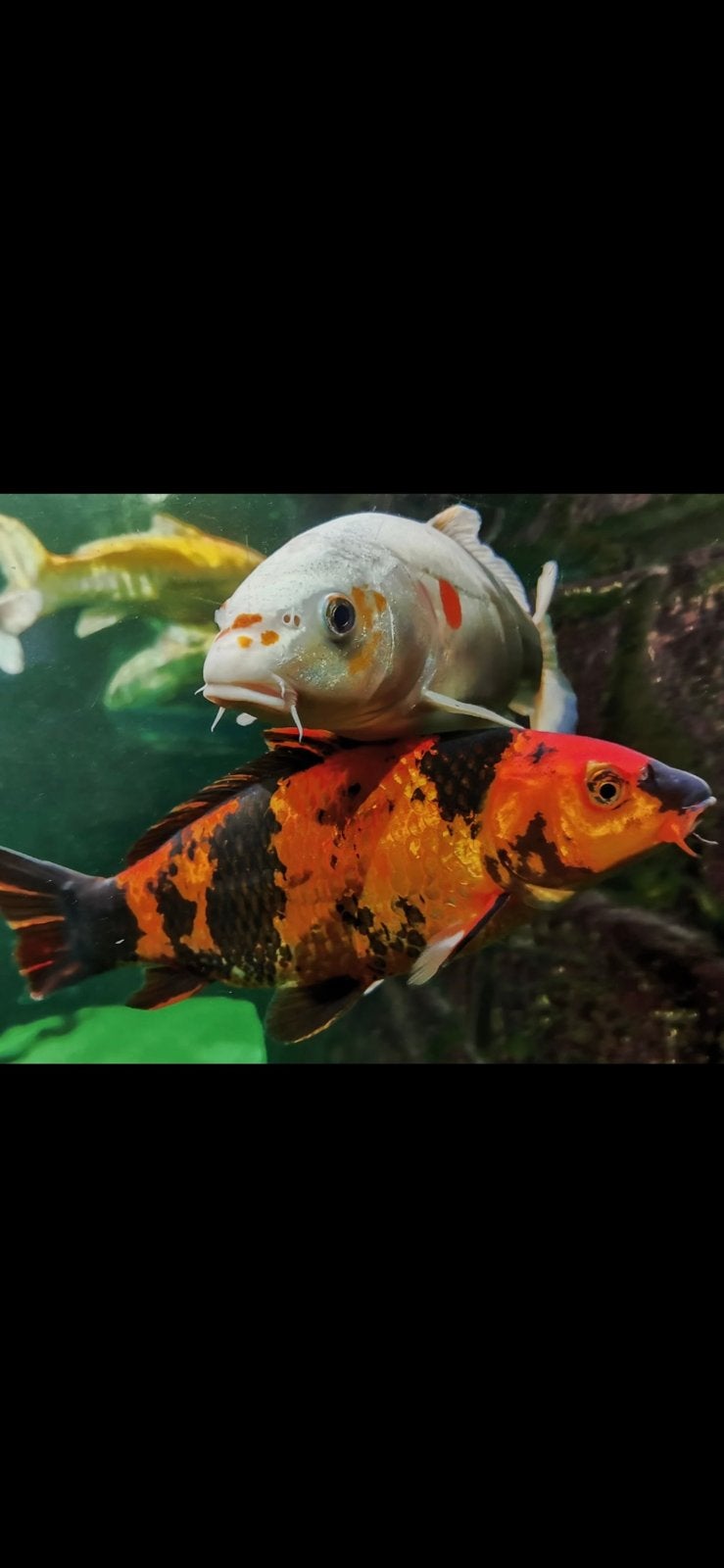 Gezocht jonge kois, Dieren en Toebehoren, Vissen | Vijvervissen, Karper of Koi