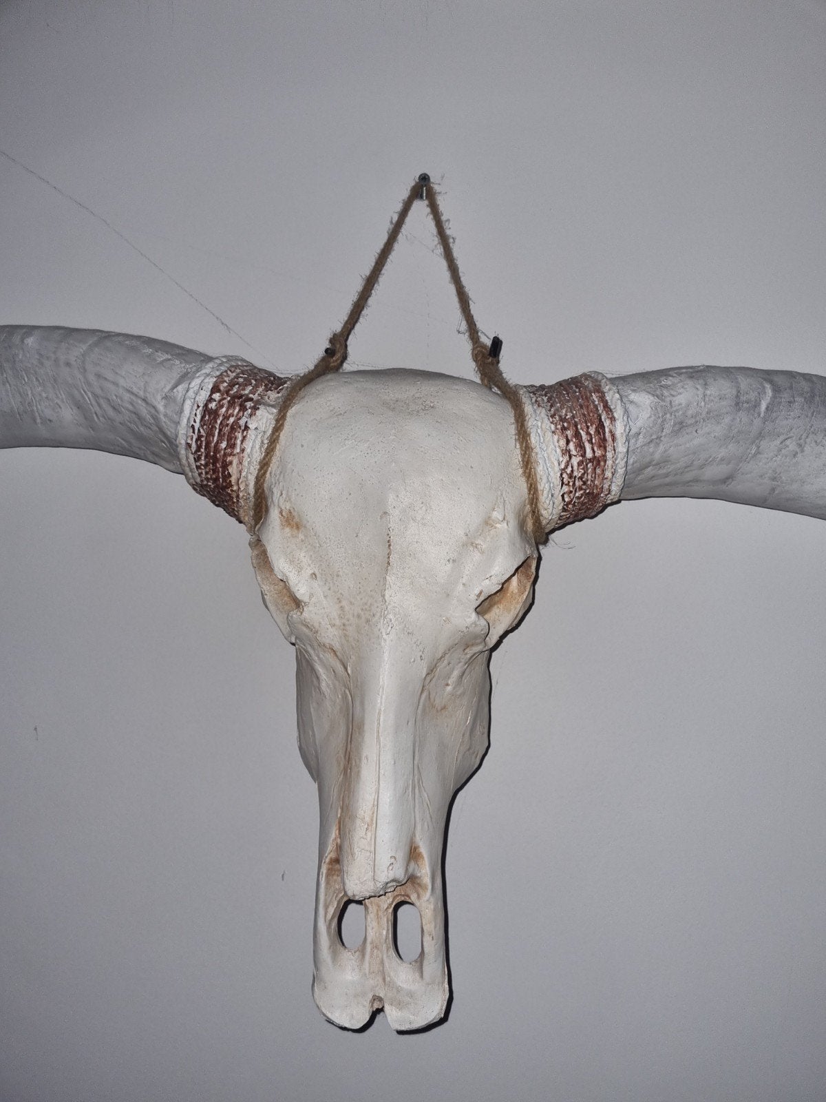 Grote longhorn skull schedel hoorn gewei, Ophalen of Verzenden, Zo goed als nieuw, Wild dier, Schedel