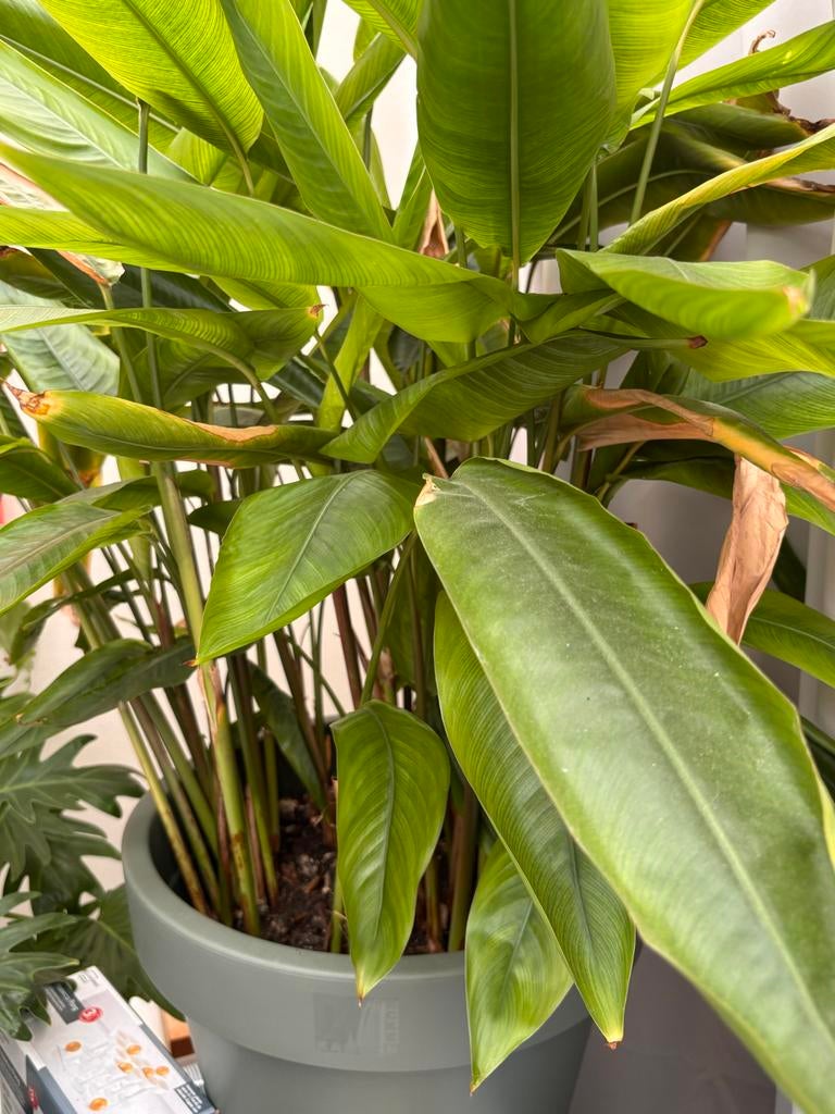 Grote, mooie plant zoekt nieuw thuis, Tuin en Terras, Planten | Tuinplanten, Vaste plant, Bloeit niet, Halfschaduw, Ophalen