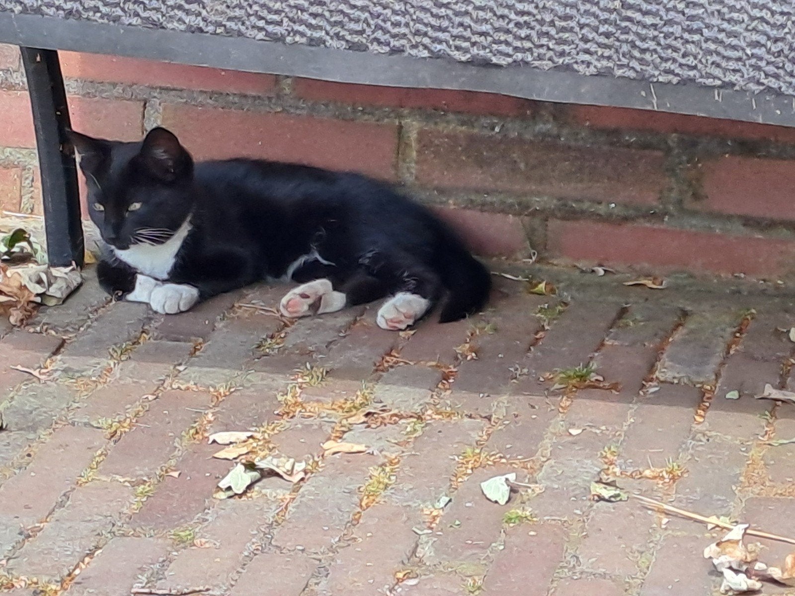 Vrouwtjes poes, Dieren en Toebehoren, Poes