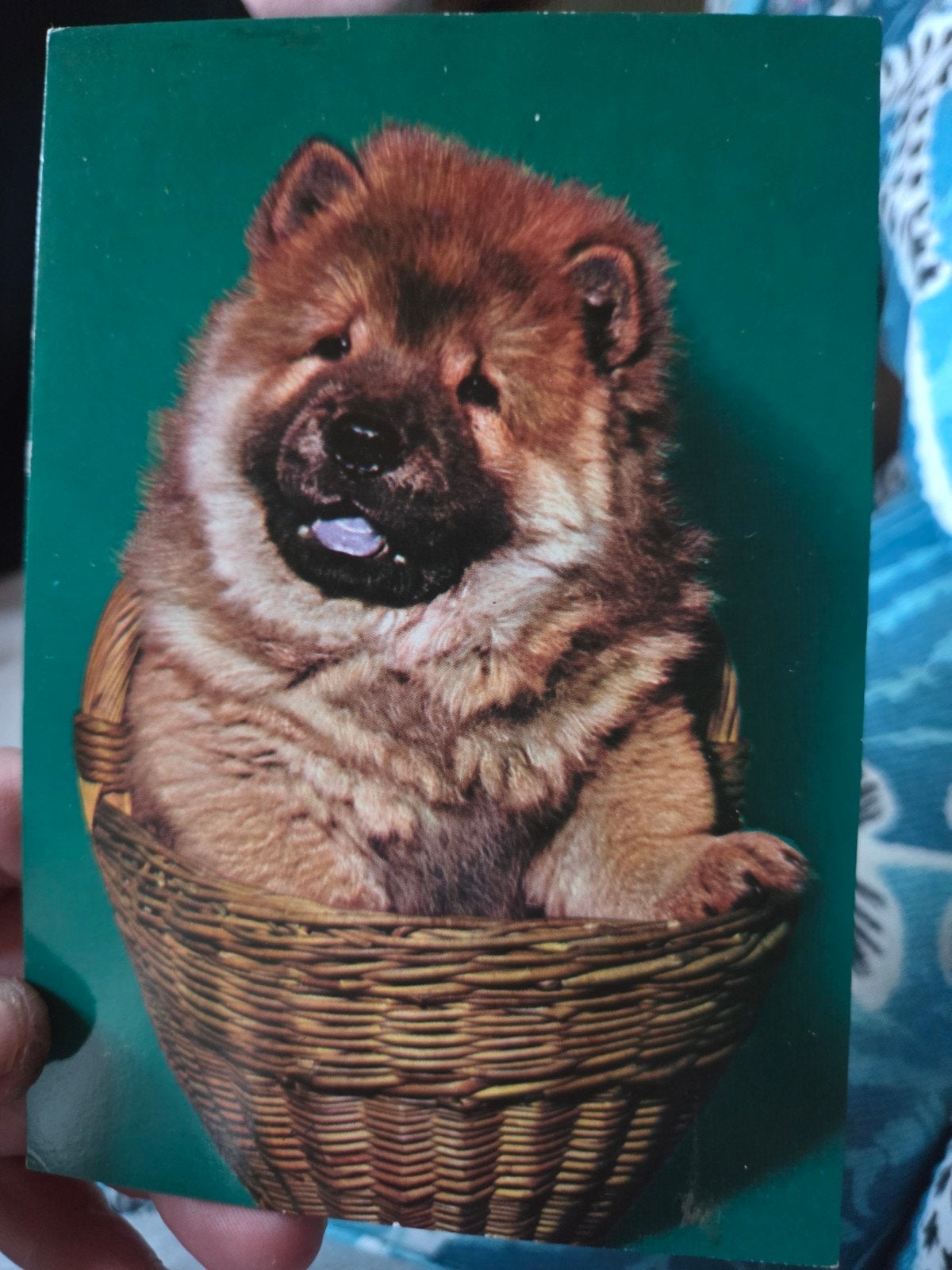 Ansichtkaart: Schattige Chow Chow puppy in mand, Ophalen of Verzenden