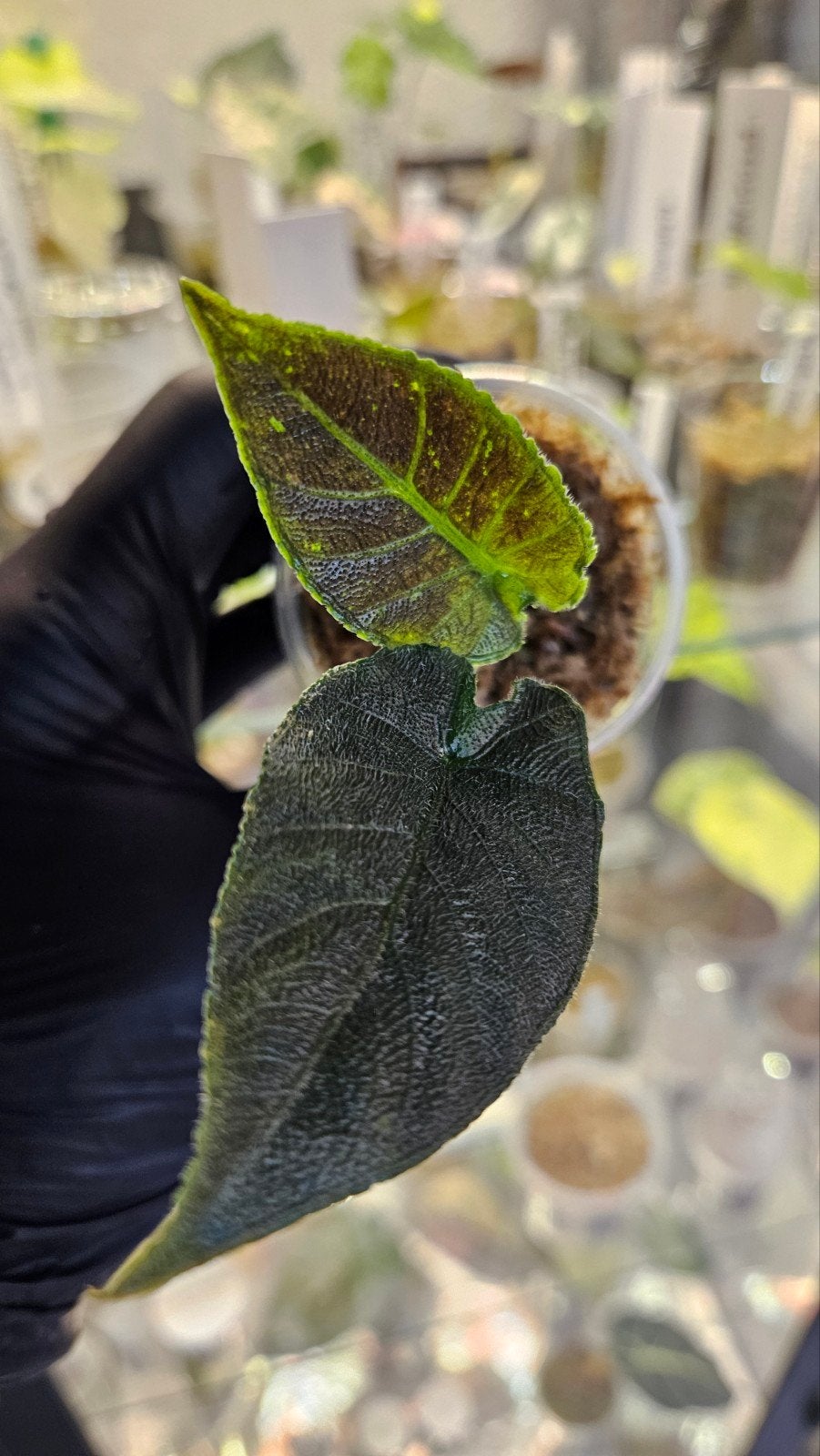 Alocasia Antoro Velvet Variegata, Ophalen of Verzenden, Halfschaduw, Minder dan 100 cm