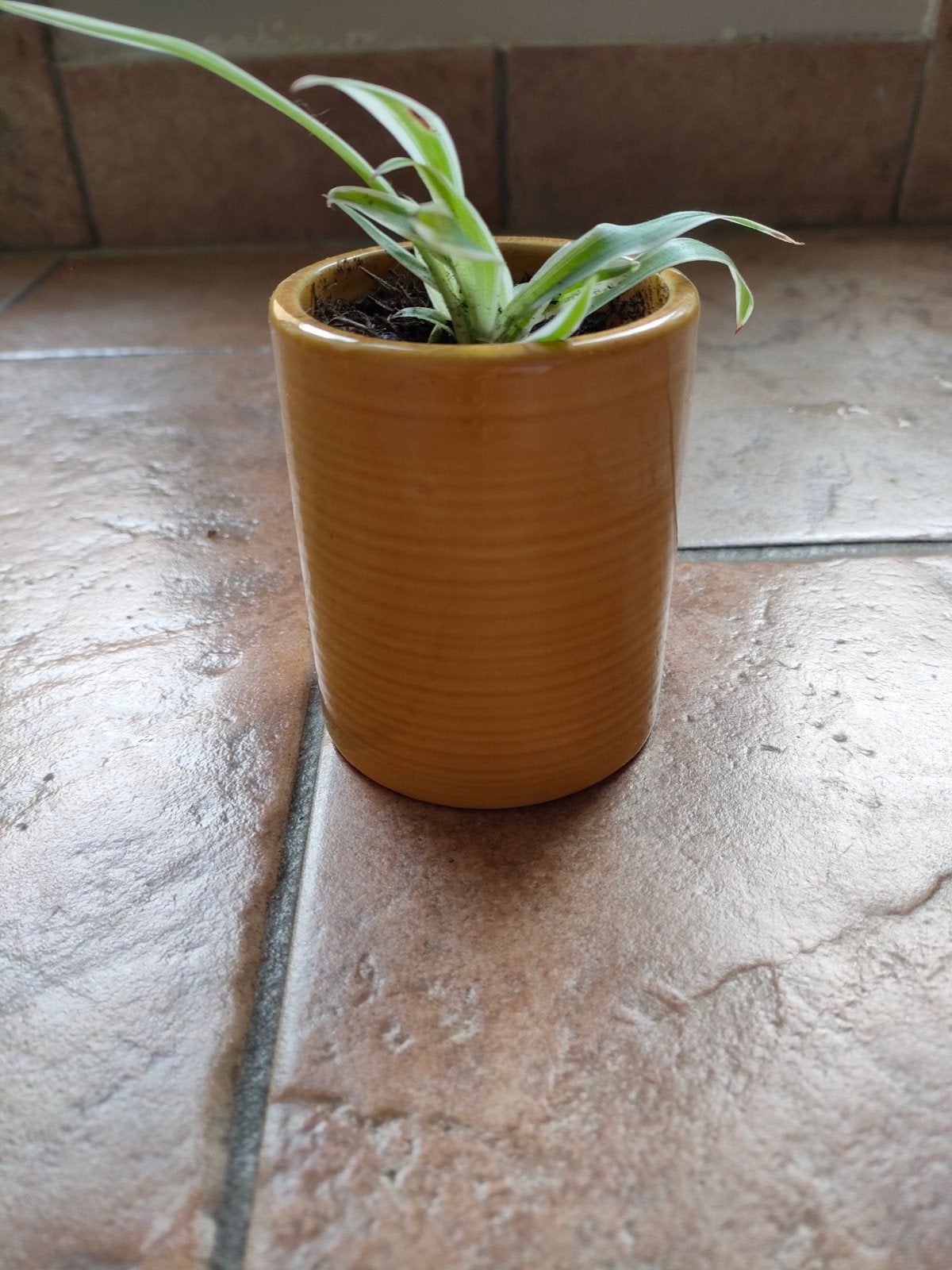Graslelie stekje (pot niet inbegrepen), Ophalen, Overige soorten, Halfschaduw, Minder dan 100 cm