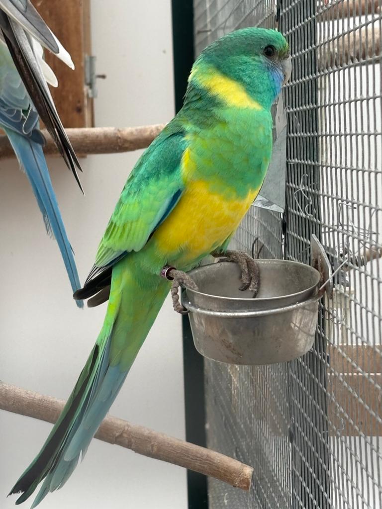 Niet tamme Bernardius parkiet, Dieren en Toebehoren, Vogels | Parkieten en Papegaaien, Mannelijk, Parkiet, Geringd