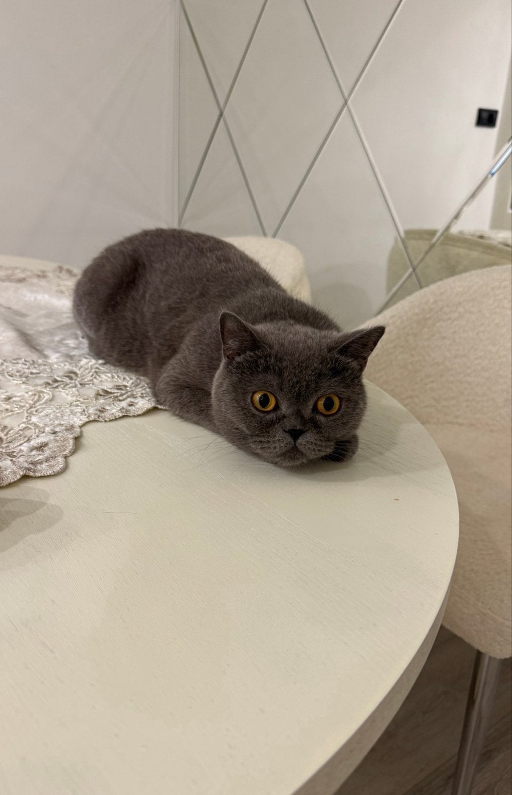 Liefdevol thuis gezocht voor Balu – Britse Korthaar poes, Dieren en Toebehoren, Poes, Kortharig, 0 tot 2 jaar