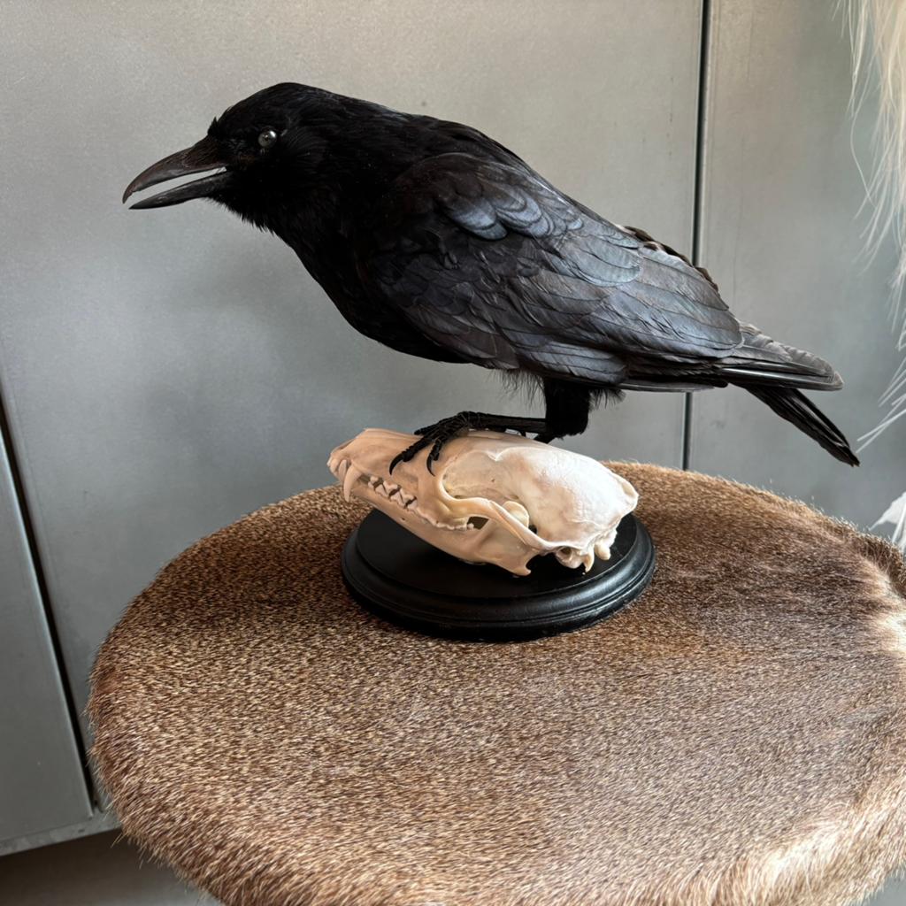 Opgezette kraai met schedel vos, taxidermie, taxidermy, Verzamelen, Dierenverzamelingen, Ophalen of Verzenden, Zo goed als nieuw