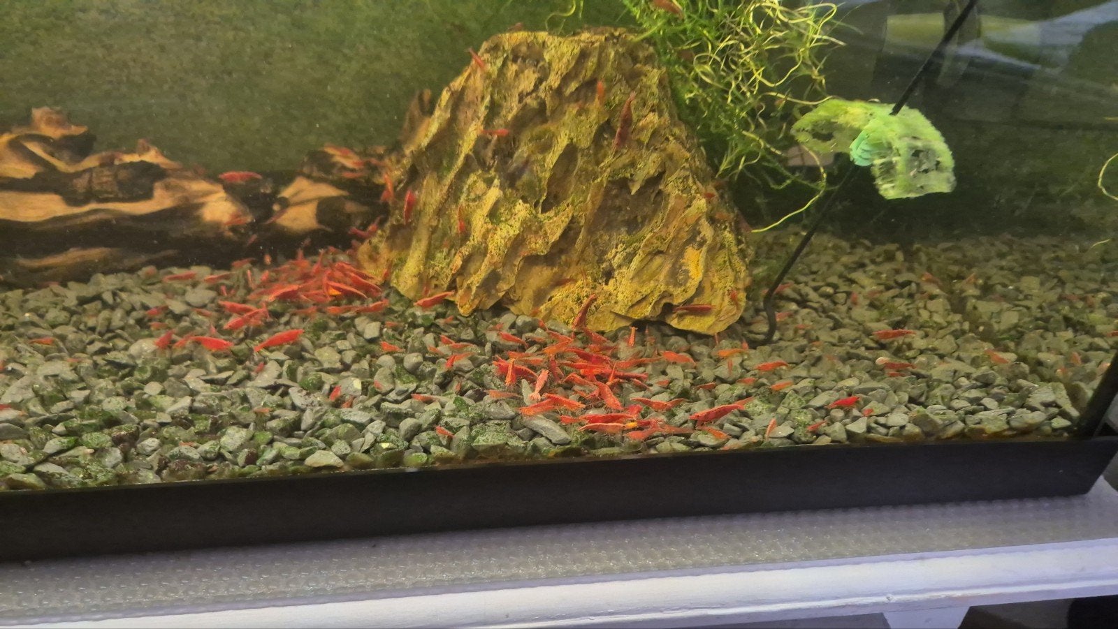 Rode garnalen, Dieren en Toebehoren, Vissen | Aquariumvissen, Kreeft, Krab of Garnaal