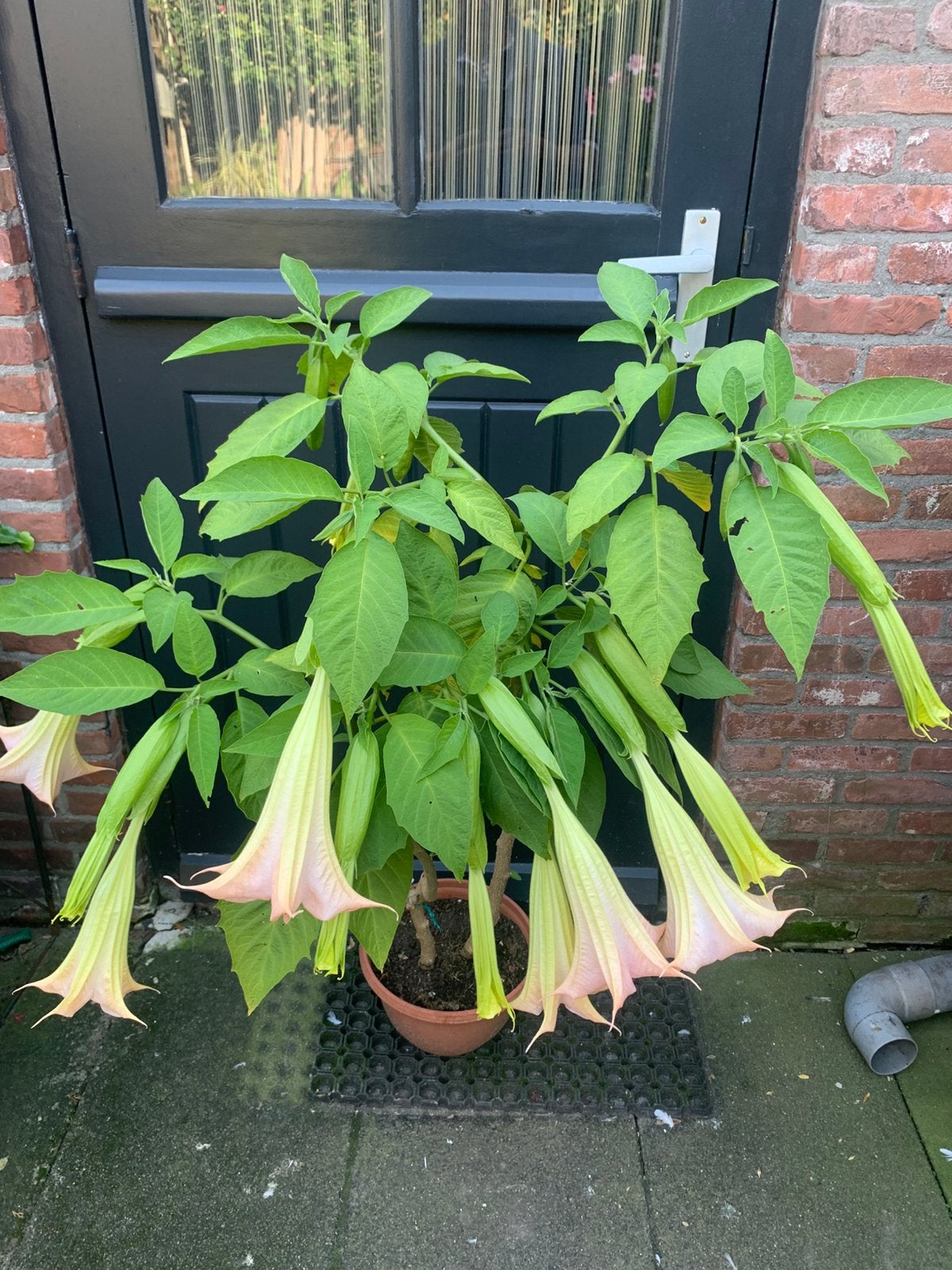 Brugmantia rose, Tuin en Terras, Ophalen, Overige soorten, Volle zon