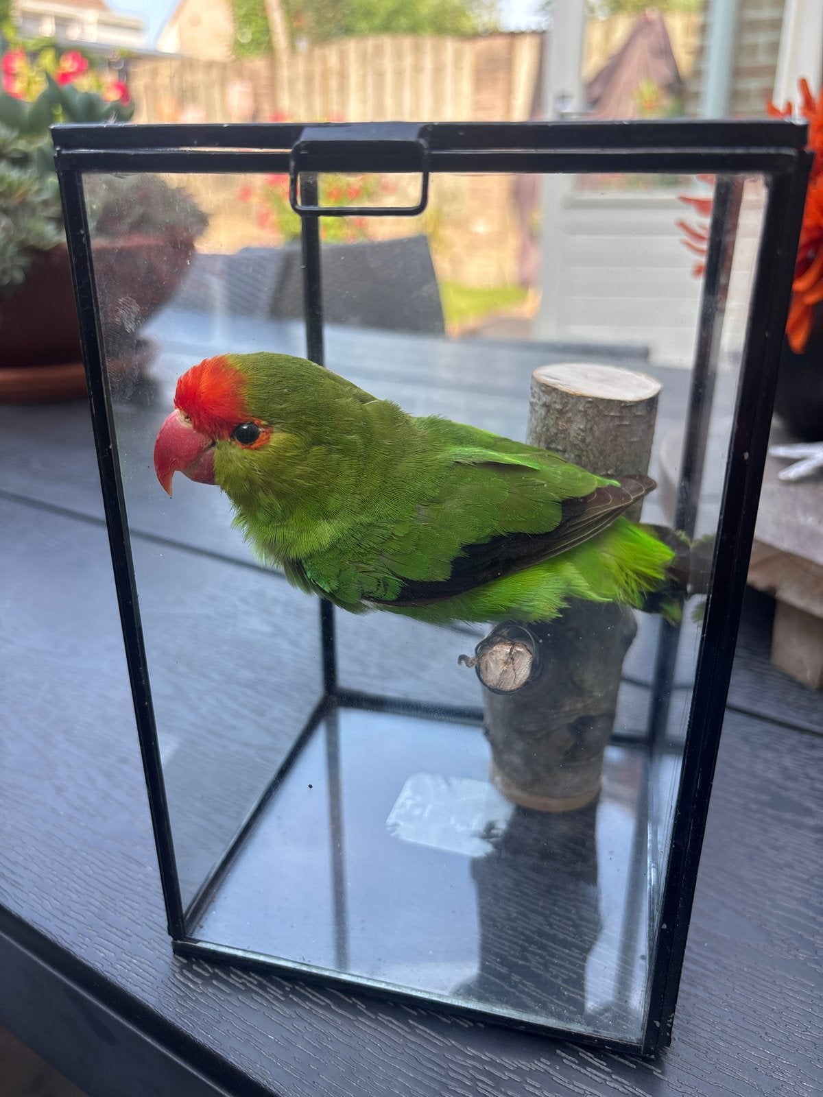 Opgezette Dwergpapagaai in glazen vitrine, Dieren en Toebehoren, Mannelijk